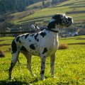 AFINA LUNAYA DOLINA