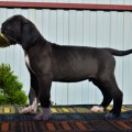 LAURUS INNER LIGHT