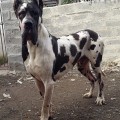 TOOFAN THE GREAT OF SPECIAL TOOFAN THE GREAT OF SPECIAL