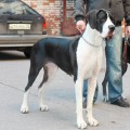 FAVORIT ELEN DOG KLASSIKA FAVORIT ELEN DOG KLASSIKA
