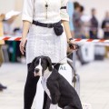 FAVORIT ELEN DOG PRELEST FAVORIT ELEN DOG PRELEST