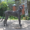 FAVORIT ELEN DOG RAPSODIA FAVORIT ELEN DOG RAPSODIA