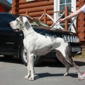 FAVORIT ELEN DOG NORVEGIA FAVORIT ELEN DOG NORVEGIA