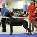 FAVORIT ELEN DOG LEONA FAVORIT ELEN DOG LEONA