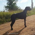 FAVORIT ELEN DOG LANA FAVORIT ELEN DOG LANA