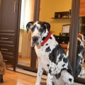 FAVORIT ELEN DOG LANTSELOT FAVORIT ELEN DOG LANTSELOT