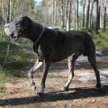 FAVORIT ELEN DOG LANTAN FAVORIT ELEN DOG LANTAN