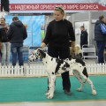 PUTEVODNAYA ZVEZDA IZ MIRA GREZ PUTEVODNAYA ZVEZDA IZ MIRA GREZ