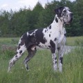 FAVORIT ELEN DOG KRAFT FAVORIT ELEN DOG KRAFT