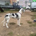 FAVORIT ELEN DOG KOKETKA FAVORIT ELEN DOG KOKETKA