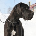 LAUFER CHECHOV