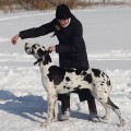 LAUFER FIORENTINA