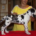 OLDBLUZ IMPERATRITSA MIRA D'OLVIG OLDBLUZ IMPERATRITSA MIRA D'OLVIG