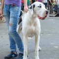 HAPPY CLOE TERRA ALANO HAPPY CLOE TERRA ALANO
