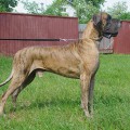 VISKONTI DOG NORT ARLINGTON