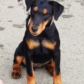 AKBEON PIYAVKA