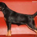 AKBEON SITKA