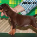 AKBEON RORI