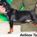 AKBEON TAI