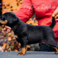 NEUOMSK DARVIN NEUOMSK DARVIN