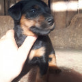URAL HANTER REYA