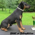 BRUT OT BELASHTITZA BRUT OT BELASHTITZA