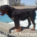 KOLA VOM ASSTRAATA KOLA VOM ASSTRAATA