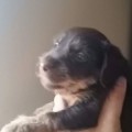 GYPSY VOM ARZT JAGER GYPSY VOM ARZT JAGER