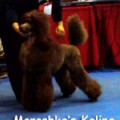 MOROSHKA'S KALINA