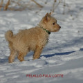 FELALLO-FULU LOTTE