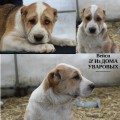 VEISI IZ DOMA UVAROVIH VEISI IZ DOMA UVAROVIH