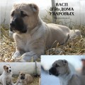 VASP IZ DOMA UVAROVIH VASP IZ DOMA UVAROVIH