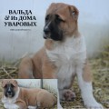 VAL'DA IZ DOMA UVAROVIH VAL'DA IZ DOMA UVAROVIH