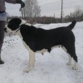 AVTORITET DOGS VOSTOCHNAYA KRASAVITSA AVTORITET DOGS VOSTOCHNAYA KRASAVITSA