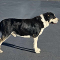 SAMSON OKTOPOD KENNEL