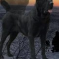 C'MAMBA IZ RUSKOG IZVORA C'MAMBA IZ RUSKOG IZVORA