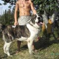 PAMIR-ZANGAR IZ DOMA UVAROVIH PAMIR-ZANGAR IZ DOMA UVAROVIH