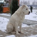 EL' DZHAHAN DAVLAT EL' DZHAHAN DAVLAT
