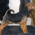 GOLDEN ANWEN AL'PACHINO GOLDEN ANWEN AL'PACHINO