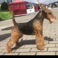 GOLDEN ANWEN ROXETT GOLDEN ANWEN ROXETT