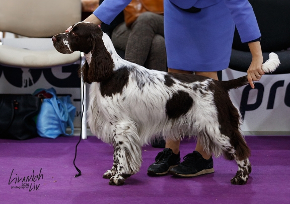 Shops springer spaniel pedigree database