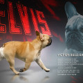 ACTION BULLS EXPERT