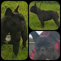 ACTION BULLS BAILEYS