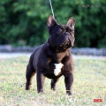 FIORELLA DE HUNTERBULL