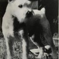 LEX V. RHEDAER TOR