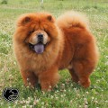 ZENIT OKTALES CUNAMI ZENIT OKTALES CUNAMI