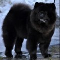 INEFFABLE JOY BLACK BEAUTY CUNAMI