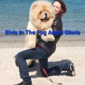 ELWIS IN THE FOG ANGEL GLORIA