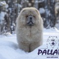 PALLADA KISSIA ERA PALLADA KISSIA ERA