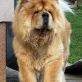 ITS MY LOVE BUMBLEBEE SHANDAN CHOWS ITS MY LOVE BUMBLEBEE SHANDAN CHOWS